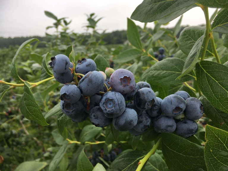 Colossal Duke Bennett Blueberries hanging abundantly from the plant.  